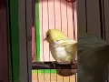 Burung Cipow/Cipo/Cipoh/Sirtu Unik Dan Langka Bunyi Ngetir