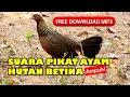 Download Lagu Suara Ayam Hutan Betina Memanggil Jantan (FREE DOWNLOAD MP3)