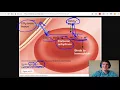 MCAT Question of the Day The Bicarbonate Buffer System