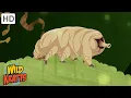 The Indestructible Tardigrade Surving in the Harshest Environments Wild Kratts