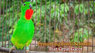 Download Serindit Gacor Memanggil Emosi || Pancingan Ampuh bikin Nyaut serindit bahan malas bunyi MP3