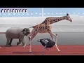Lagu The last race | Athleticus | Sport animals | Cartoon in English