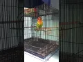 LOVEBIRD FIGHTER PASJO ISIAN FULL KAPAS TEMBAK GACOR By ajm sf samarinda