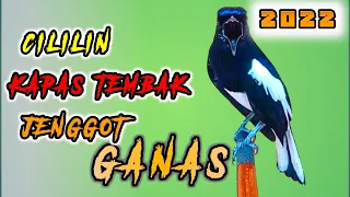 Download Cililin kapas tembak cucak jenggot cocok buat masteran pancingan burung kacer gacor isian mewah MP3