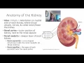 Chapter 26 lecture
