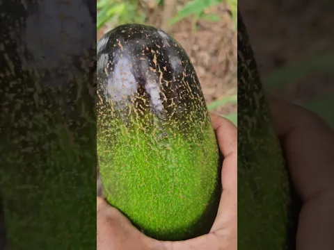 cosecha aguacate en poco tiempo #elhuertoentucasa #plantas #frutas #fruit