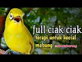 Download Lagu CIAK CIAK KECIAL KUNING SUPER AMPUH‼️BIKIN KECIAL SEHAT DAN RAJIN BUNYI||