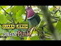 Download Lagu Suara Burung Punai Pink ( walik Ungu ) Jernih dan Ampuh