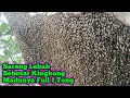 Download Lagu The height of the tree makes you afraid, but the honey yield makes you fall in love #bee #honey #...