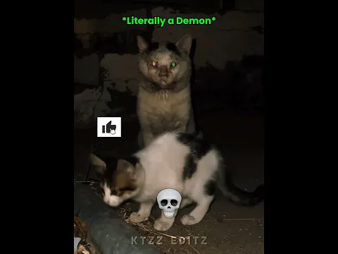 When Cats Have Demon Aura 💀