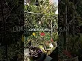 Download Lagu manawi Aya artos saratus😚