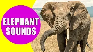 elephant sounds for kids learn trumpeting rumbling and roaring sound effects of elephants