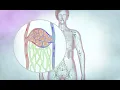 The lymphatic drainage system Cancer Research UK