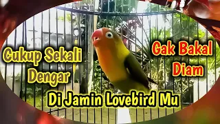 Download Pancingan Lovebird Ngekek Panjang Durasi 1 Menit, Cocok Buat Masteran Dan Pancingan Lovebird Anda.👍🏻 MP3