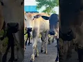 Download Lagu Sapi moo, sapi lucu, sapi jinak, suara sapi, #cow #sapilucu #animals #reels
