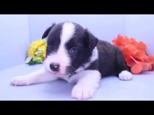 動画