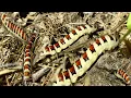 Venus Flytrap eats juicy worm