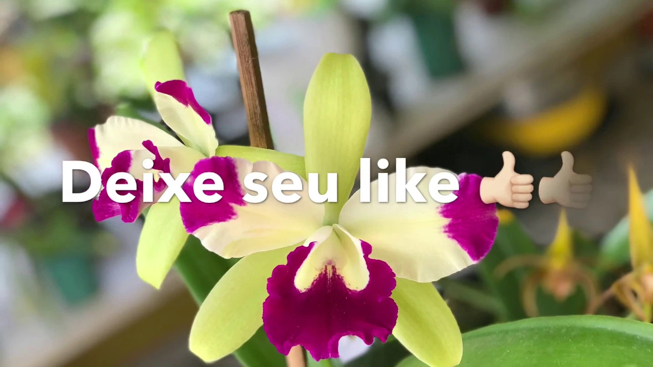 VEJA COMO PLANTAR PAPHIOPEDILUM (ORQUÍDEA SAPATINHO) DICAS DE SUBSTRATO, E CULTIVO DO GÊNERO