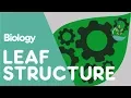 Structure Of The Leaf Plant Biology The FuseSchool