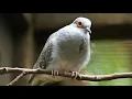 Diamond Dove Song! Diamond Dove Call! Diamond Dove Sound- Tortolita Diamante Canto- Geopelia Cuneata