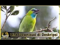 Download Lagu Suara Masteran Burung Takur Tengkuk Emas