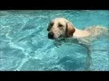 Barkers Cove Kennels Dog Boarding Swmming Pool