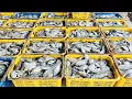 Download Lagu Minggu 14 September 2025!! Review Ikan Tangkapan Nelayan Tradisional - Nelayan Story
