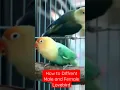 Download Lagu CORRECTLY ! HOW TO KNOW DIFFRENT MALE AND FEMALE LOVEBIRD #shorts #lovebird #malefemalelovebird