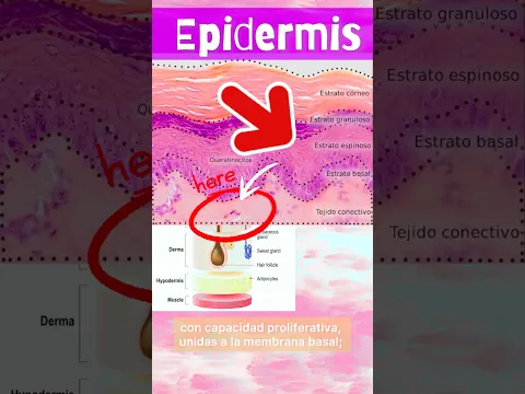 EPIDERMIS ! #histología #biologia #histology #medicine #biology #bible