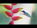 Rainy day piano music with Birds singing💖Eliminates negative energy and providing relaxation🌙8K U