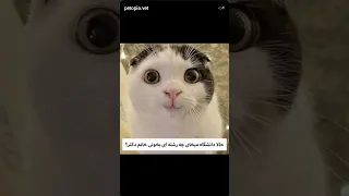 ای جان ای جان لایک و کامنت و ساب یادتون نره Football Cat Memes Messi Ronaldo Ronaldinho 