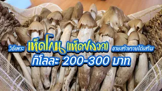 วิธีเพาะเห็ดโคน (เห็ดปลวก) How to Cultivate Mushrooms (Termite Mushrooms)