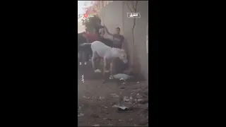 مصر سائحة أجنبية تضرب سائسا اعتدى على حمار 