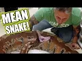 GETTING THE MEANEST SNAKE IN THE WORLD BRIAN BARCZYK
