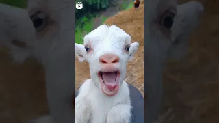 ماعز صغير  ماعز صغير