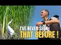 Download Lagu UK Bird Photography at Lakenheath Fen | Bitterns, Egrets \u0026 Meeting Joe Marano