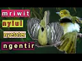 Download Lagu Tembakan fariatif‼️Nyiul,Nyetater,Mriwit,Ngetir Full Gacor Sirtu Anda Sekali Dengar Langsung Emosi