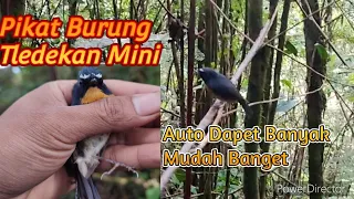 Download Pikat Burung Tledekan Mini / Sulingan Mini / Sikatan Bodoh # mudah banget MP3