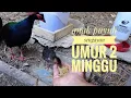 Download Lagu BURUNG SIAU / PENIOL / ROUL2 PARTRIDGE / ANAK PUYUH SENGAYAN UMUR 2 MINGGU. PART 21