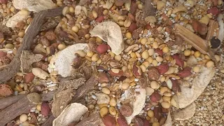 sabuwar sabaya 2 tana aiki cikin sati daya in shaallah by adrakna daura
