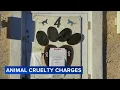 71 cats saved from chronic suffering rescue director faces cruelty charges