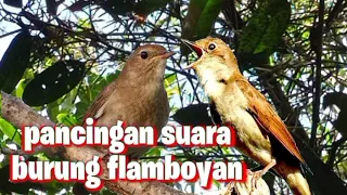 Download masteran burung flamboyan || जंगल में पक्षियों की आवाज MP3