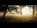 Dil Tengî - Bir Ağaç Olsam[Violin]
