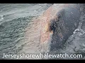 Whale Louse or Sea Lice on a whale