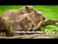 Why the Capybara Is Just a Giant Guinea Pig With God Mode On