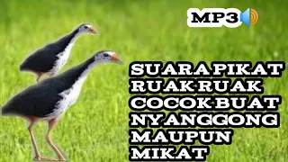 Download Suara pikat burung ruak ruak/MP3 burung wak wak MP3