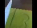 lil pump cutting a Xan Cake from like 2016