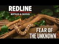 What It s Really Like to Get Bitten by a Pet Snake Blood Python Handling Care
