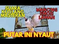 Lagu Kutilang ASLI Bikin gacor - pikat suara kutilang memanggil teman - masteran kutilang Isian mewah