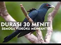 Download Lagu Suara Burung Tuwu Untuk Pancingan